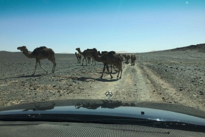 From Marrakech : Merzouga 3 day desert tour with camel ride