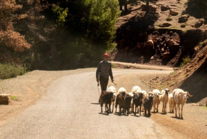 Au départ de Marrakech : Excursion dans la vallée de l'Ourika avec déjeuner