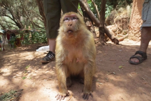 From Marrakech: Ouzoud Waterfalls Day Trip and Boat Tour