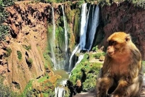 From Marrakech: Ouzoud Waterfalls Day Trip with Boat Tour