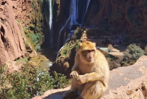 From Marrakech: Ouzoud Waterfalls Day Trip with Boat Tour