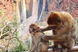 Vanuit Marrakech: Ouzoud watervallen begeleide wandeling en boottocht