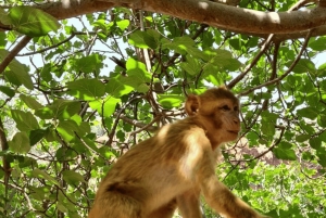 A partir de Marraquexe: Tour guiado às cascatas de Ouzoud e passeio de barco