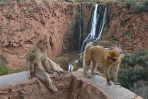 Vanuit Marrakesh: Ouzoud-watervallen met gids en boottocht