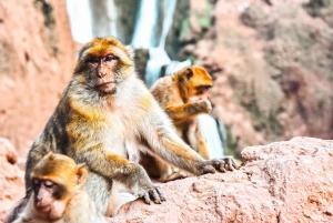 Depuis Marrakech : visite guidée des cascades d'Ouzoud et sortie en bateau