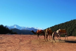 Marrakech : Prive naar Ourika vallei Atlasgebergte & Lunch