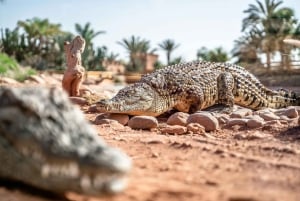 Marrakesch: Private Tagestour nach Agadir und zum Krokodilpark