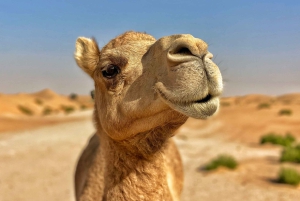 Fra Marrakech: Privat 3-dagers Sahara-tur til Erg Chigaga