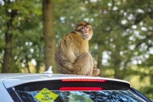 Z Marrakeszu: Prywatna 4-dniowa wycieczka po pustyni Merzouga do Fezu