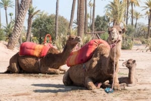 From Marrakech: Half-Day Desert Quad Trip with Camel Ride