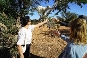 Z Marrakeszu: wycieczka 1-dniowa do As-Sawiry i na plażę w małej grupie