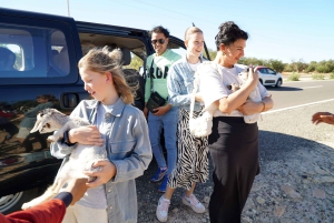 Z Marrakeszu: wycieczka 1-dniowa do As-Sawiry i na plażę w małej grupie