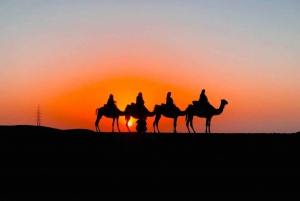 Från Marrakech :Kameltur i solnedgången i Agafayöknen