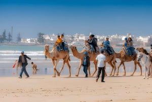 Da Marrakech: Escursione a Essaouira con cammello, cavallo e quad