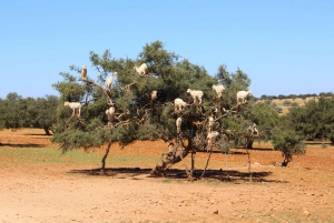 Von Marrakesch nach Essaouira Küste Tagestour
