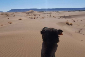 Marrakech: 2-Day Private Zagora Desert Tour with Camel Ride