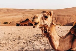 Vanuit Marrakech: Dagtrip Agafay-woestijn met zwemmen en lunch