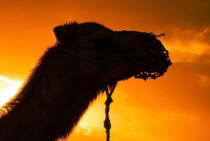 Z Marrakeszu: zachód słońca na pustyni Agafay, przejażdżka na wielbłądzie i kolacja