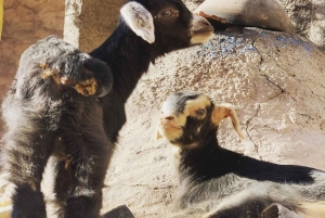 マラケシュから：アトラス山脈とアガファイ砂漠への日帰り旅行