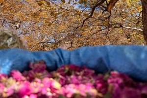 マラケシュから：アトラス山脈とアガファイ砂漠への日帰り旅行