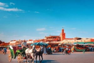 From Taghazout or Agadir: Marrakech Guided Day Trip