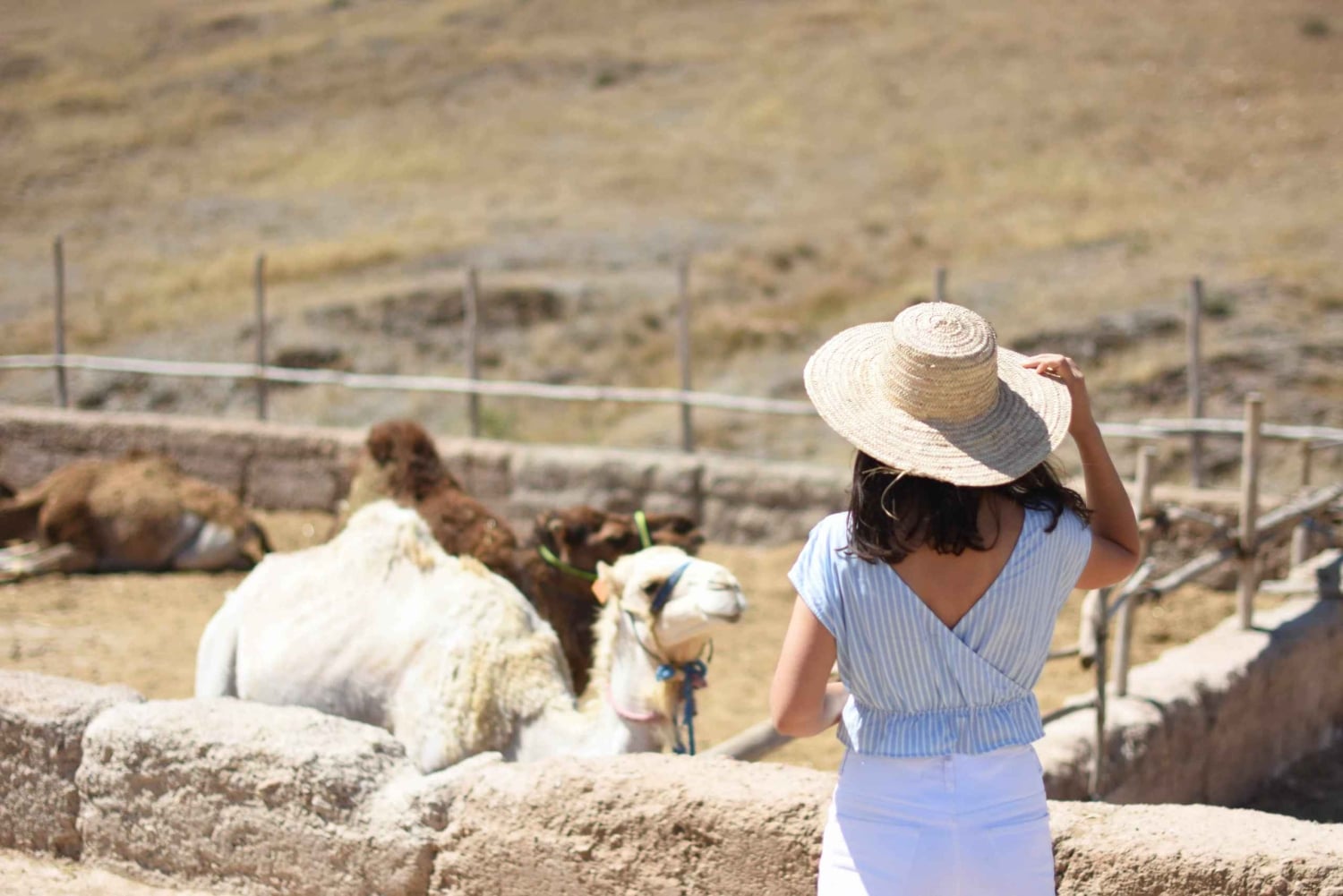 Journée complète dans le désert d'Agafay et les montagnes de l'Atlas avec des chameaux
