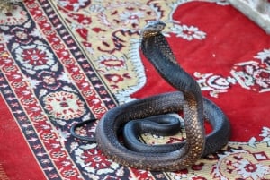 Koko päivän ryhmämatka Marrakechiin Agadirista