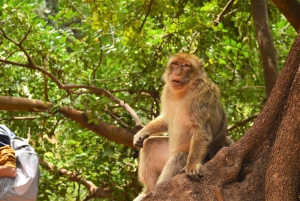 Excursion d'une journée aux cascades d'Ouzoud et promenade en bateau au départ de Marrakech