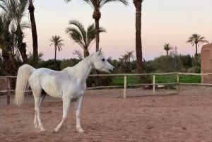 Marrakech: Tour a cavallo del deserto e della Palmeraie e trasferimento