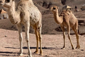 Taianomainen ilta Agafayn aavikolla: kameliratsastus ja berberi-illallinen