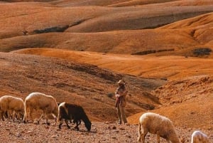 Taianomainen ilta Agafayn aavikolla: kameliratsastus ja berberi-illallinen