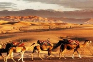 Cena magica di Marrakech Giro nel deserto di Agafay in cammello & campo