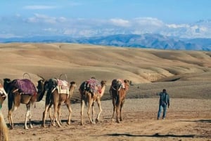 Magical Dinner Under Agafay Desert Stars & Sunset Camel Ride