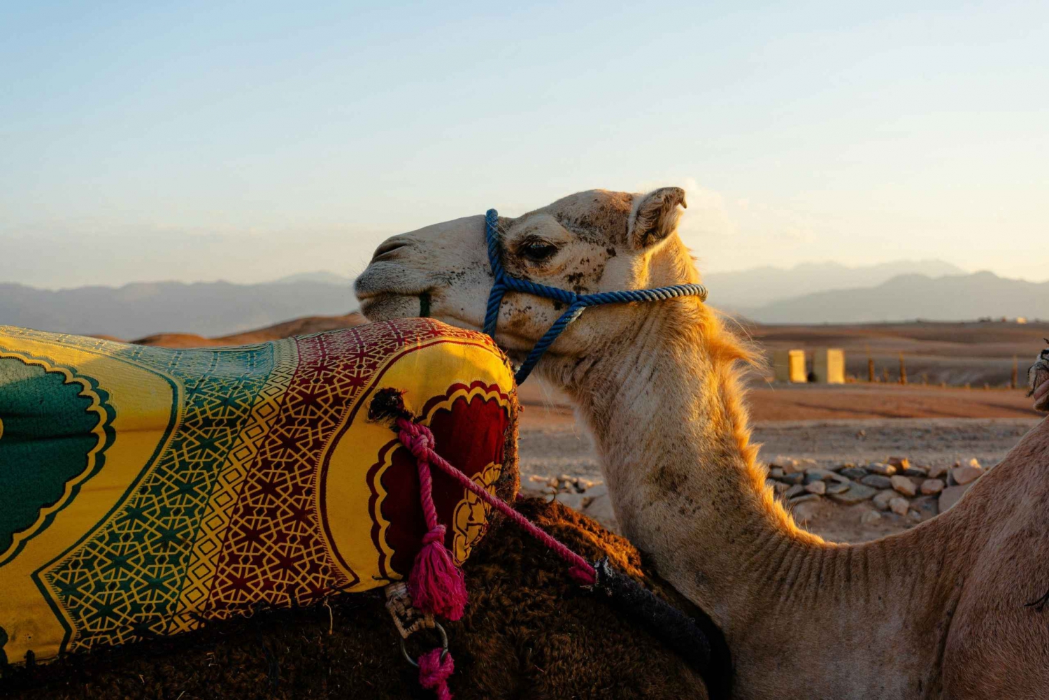 Magical dinner in agafay desert with camel ride
