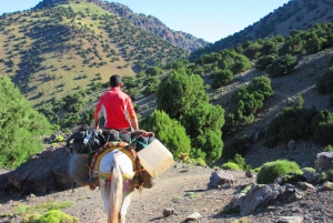 Marrakech: 2-tägiger Atlasgebirgs-Trek mit Dorfaufenthalt