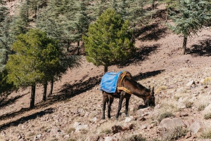 Marrakech: Trekking di 2 giorni sulle montagne dell'Atlante con soggiorno in un villaggio