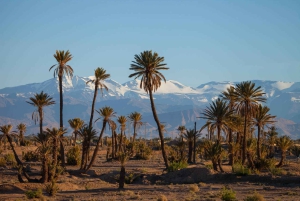 Marrakech: 2-dages tur til Dades-kløften og Rosernes Dal