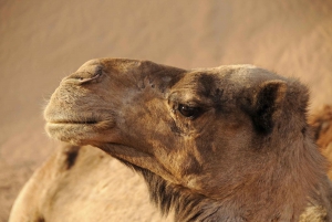 Marrakesz: 2-dniowa wycieczka na pustynię Zagora z przejażdżką na wielbłądzie