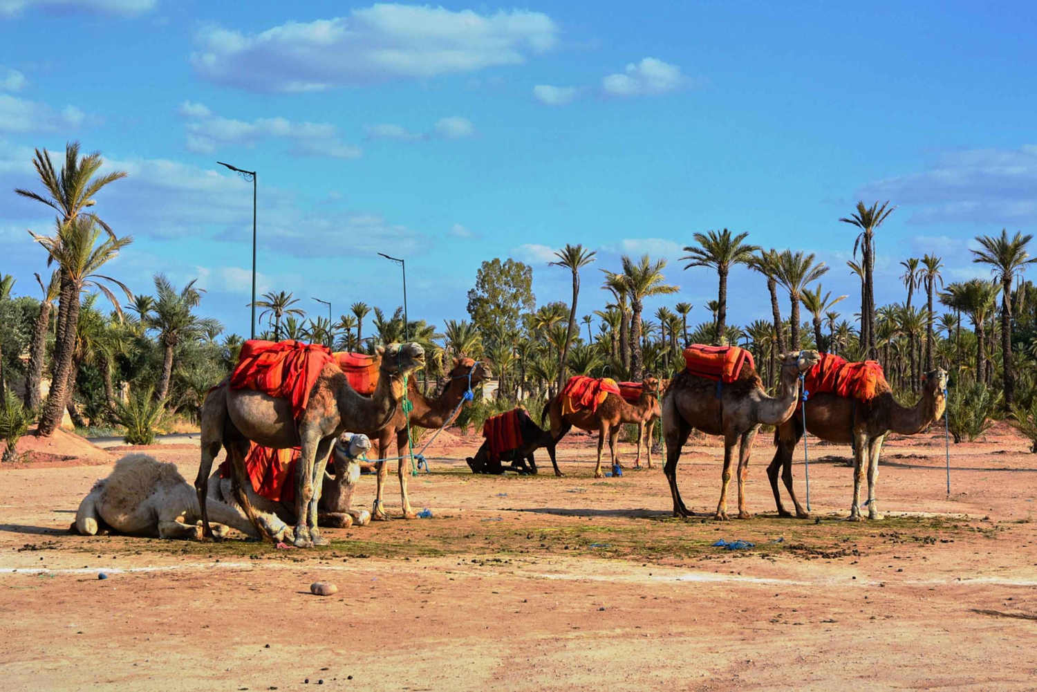 Marrakech: 2-Hour Quad Bike & Camel Ride in Palmeraie