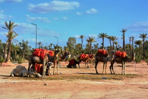 Marrakech: 2-timers firehjuling- og kameltur i Palmeraie
