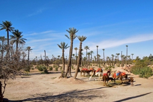Marrakech: 2 uur quad- en kameelrit in Palmeraie