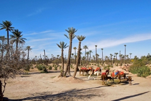 Marrakech: 2-Hour Quad Bike & Camel Ride in Palmeraie