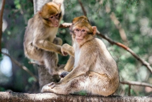 Marraquexe: Excursão de luxo de 4 dias ao deserto para Fes via Merzouga