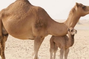 Marrakech: Agafay Desert Camel & Quad Rides illallisesityksen kanssa
