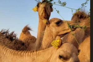 Marrakech: Agafay Desert Camel & Quad Rides illallisesityksen kanssa