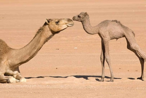 Marrakech : Balade en chameau et en quad dans le désert d'Agafay, avec dîner-spectacle.