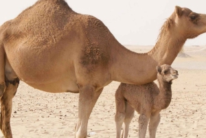 Marrakech : Balade en chameau et en quad dans le désert d'Agafay, avec dîner-spectacle.