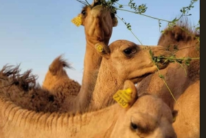 Marrakech : Balade en chameau et en quad dans le désert d'Agafay, avec dîner-spectacle.