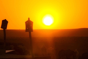 Marrakech: Agafay Desert Camel Ride, Dinner, Pool & Quad