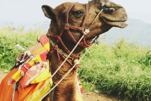 Marrakech: Agafay Desert Camel Ride, Sunset, and Dinner